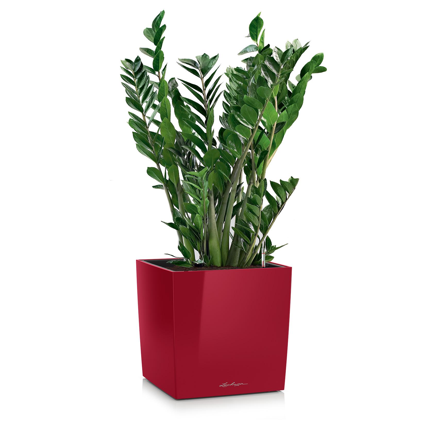 CUBE 30 scarlet red high-gloss